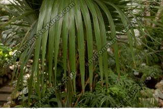 palm leaves 0002